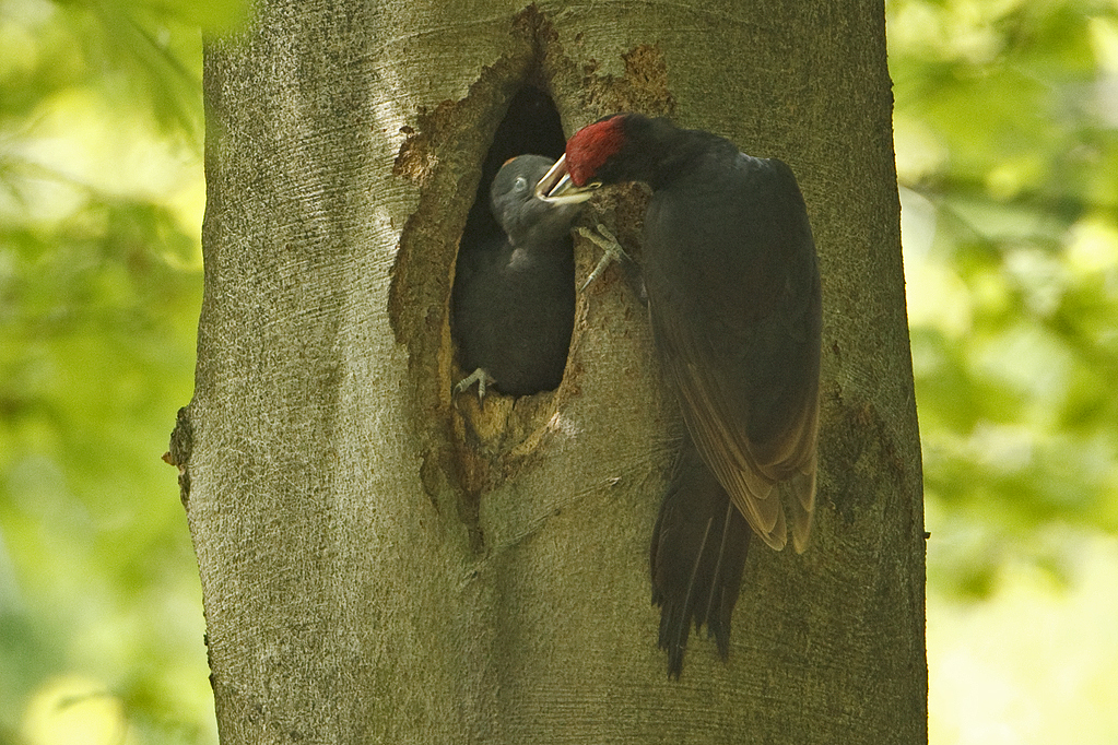 Dryocopus martius Zwarte Specht Black Woodpecker